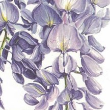Large Purple Wisteria Blossoms Floral Print Italian Paper ~ Tassotti